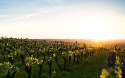 2019 Burgundy Vintage report.  “Is this the best vintage since the legendary 1865?”